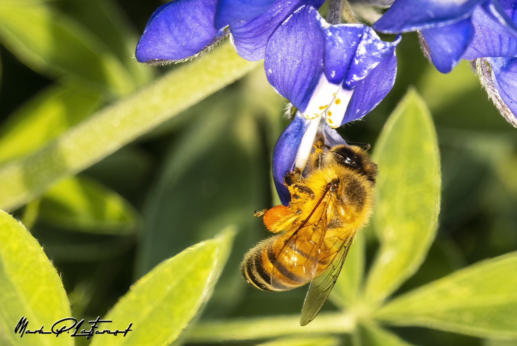 /gallery/north_america/USA/Texas/austin/Honey Bee Spring 2023-001_med.jpg